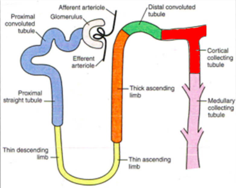 Fuchs Diuretics Renal Drugs Flashcards Memorang