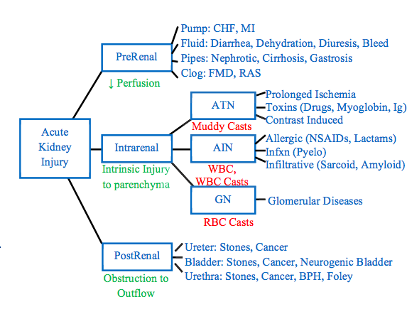 Aki Ckd Kidney Stones Cysts And Cancer Olme Nephrology Flashcards Memorang