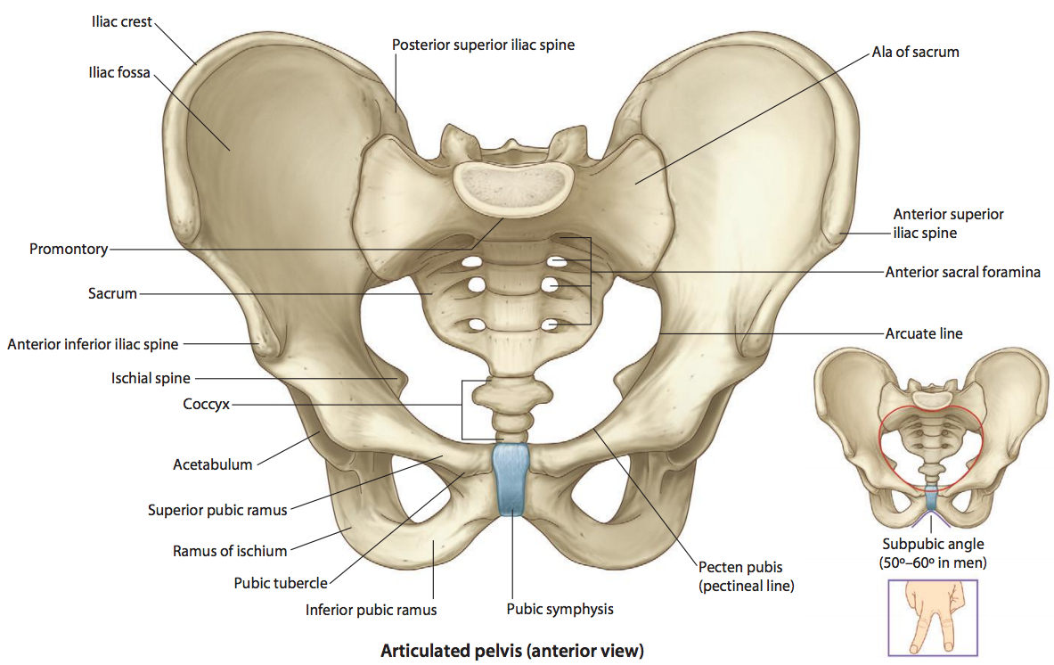 Diagram Side View Of Hip Bone Diagram Mydiagram Online