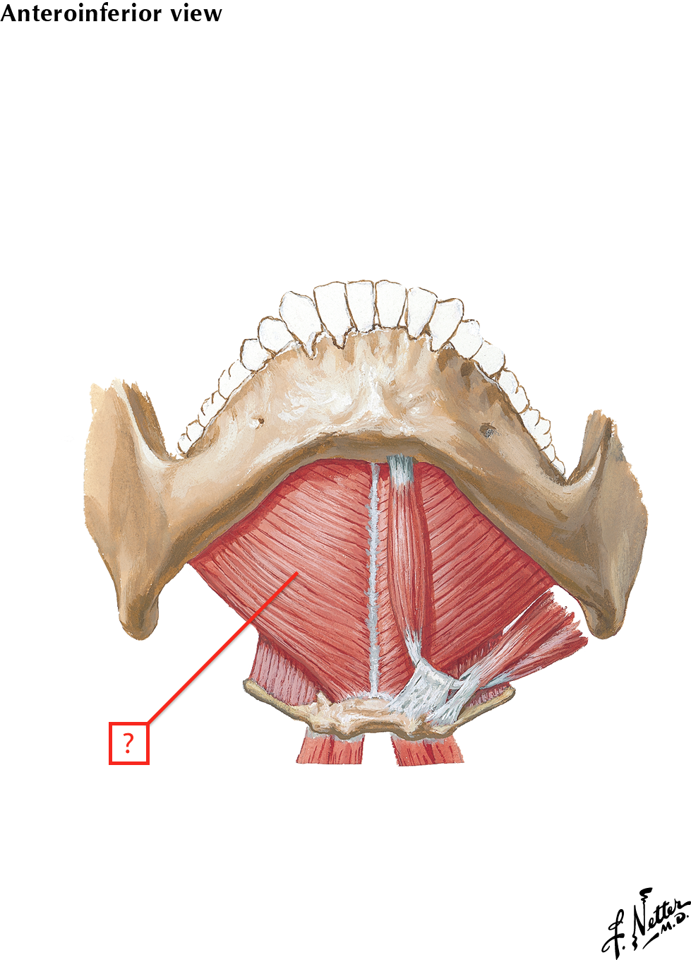 Floor Of Mouth Tongue Flashcards Memorang