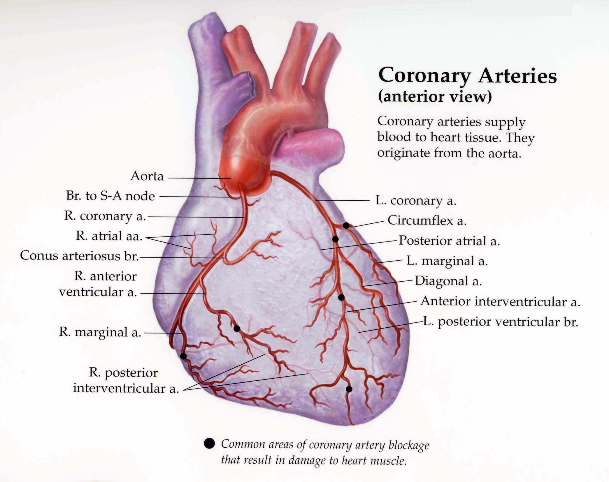 Heart Blood Anatomy And Histology Flashcards Memorang