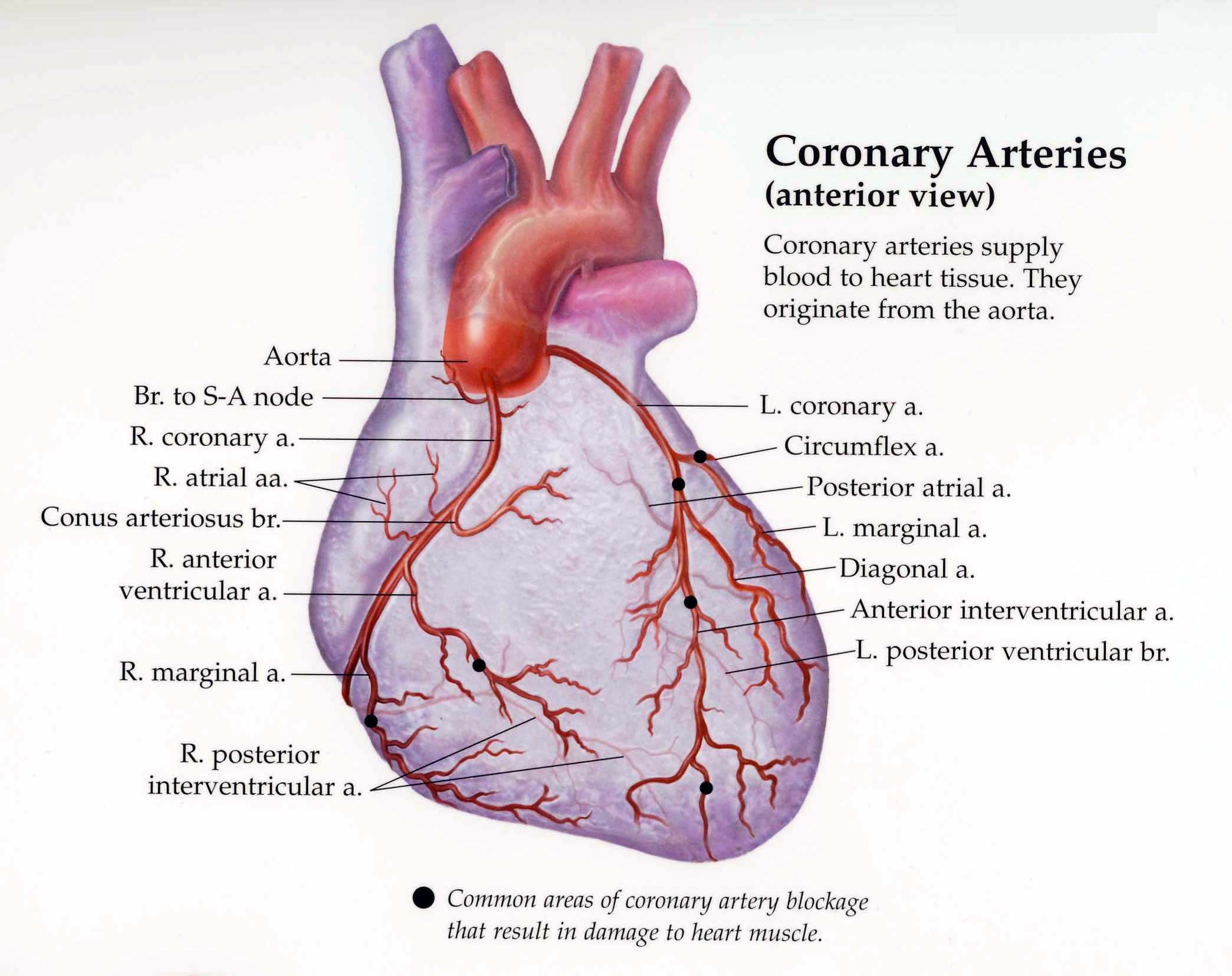 Aorta Definition Biology