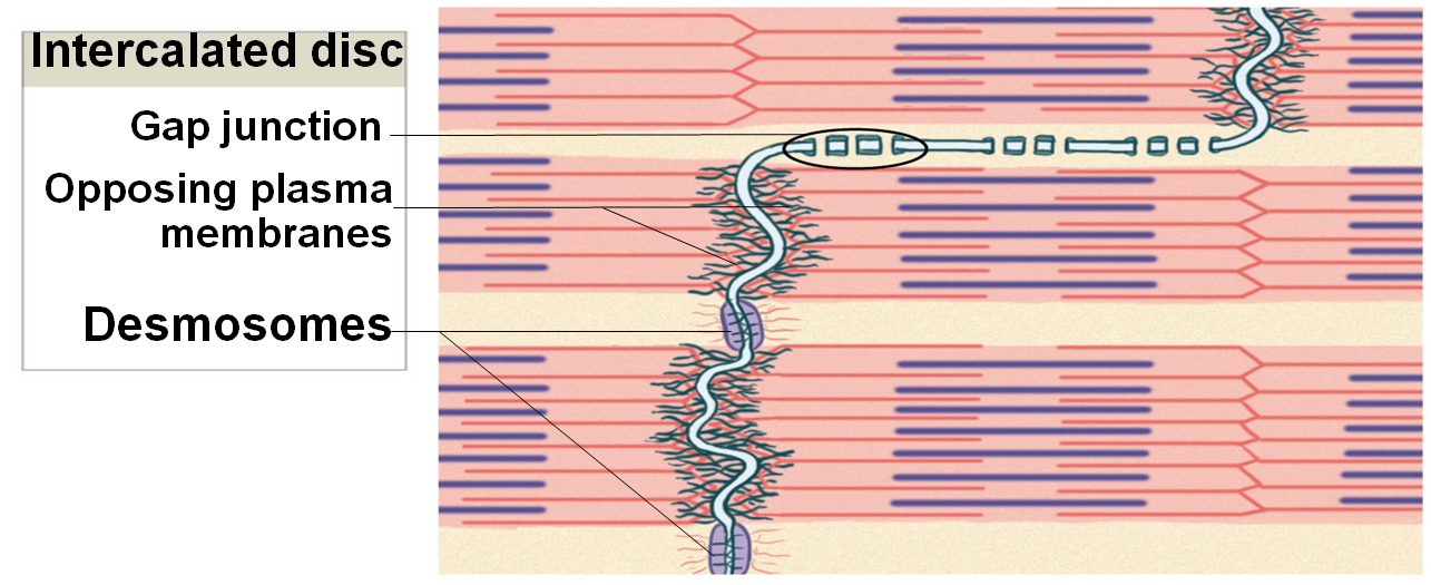 014 Circulatory System Histology Flashcards Memorang