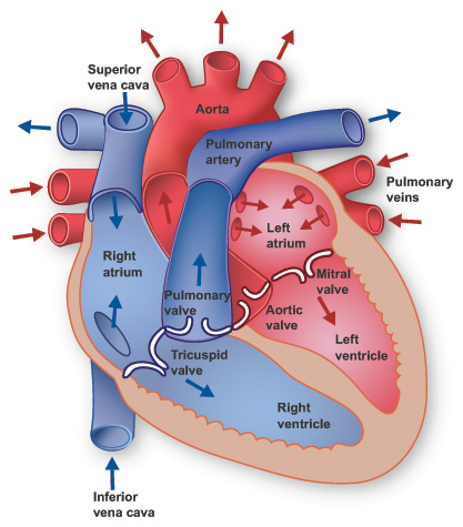 The Cardiovascular System Part I Heart Functional Anatomy Mcat