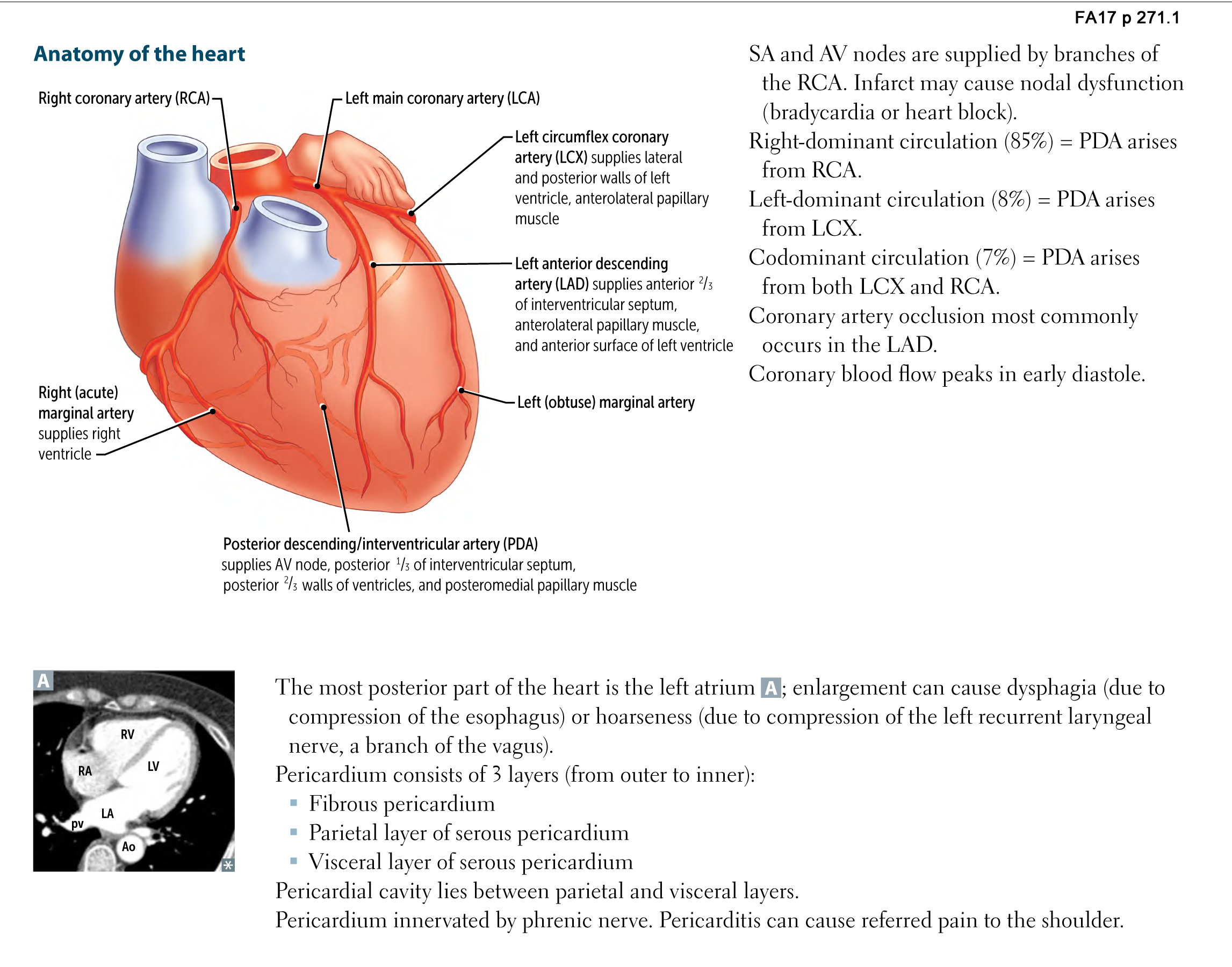 Posterior Cardiac Wall