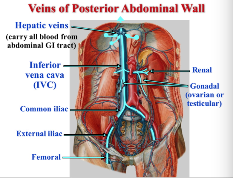 Celiac Trunk Abdominal Aorta Branches