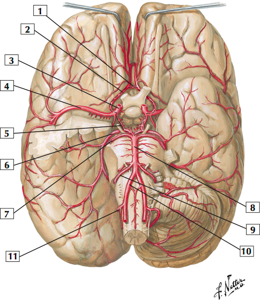 Arteries Of Brain Inferior View Sample Netter S Anatomy