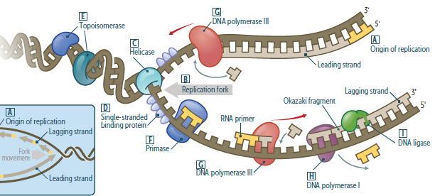 Xeroderma Pigmentosum Usmle