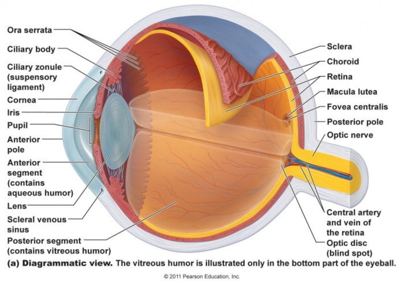 I Have Floaters In My Eyes That Apparently Come With The Aging