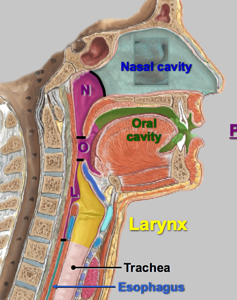 Pharynx And Larynx Anatomy 