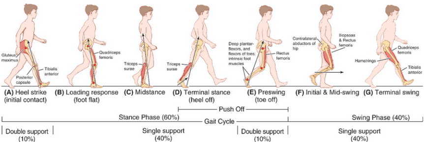 Biomechanics Swing Phase And Contact Period Biomechanics