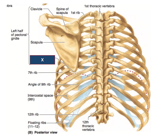 Rib Cage Anatomy Posterior View Thorax Injury Biomechanics Images And
