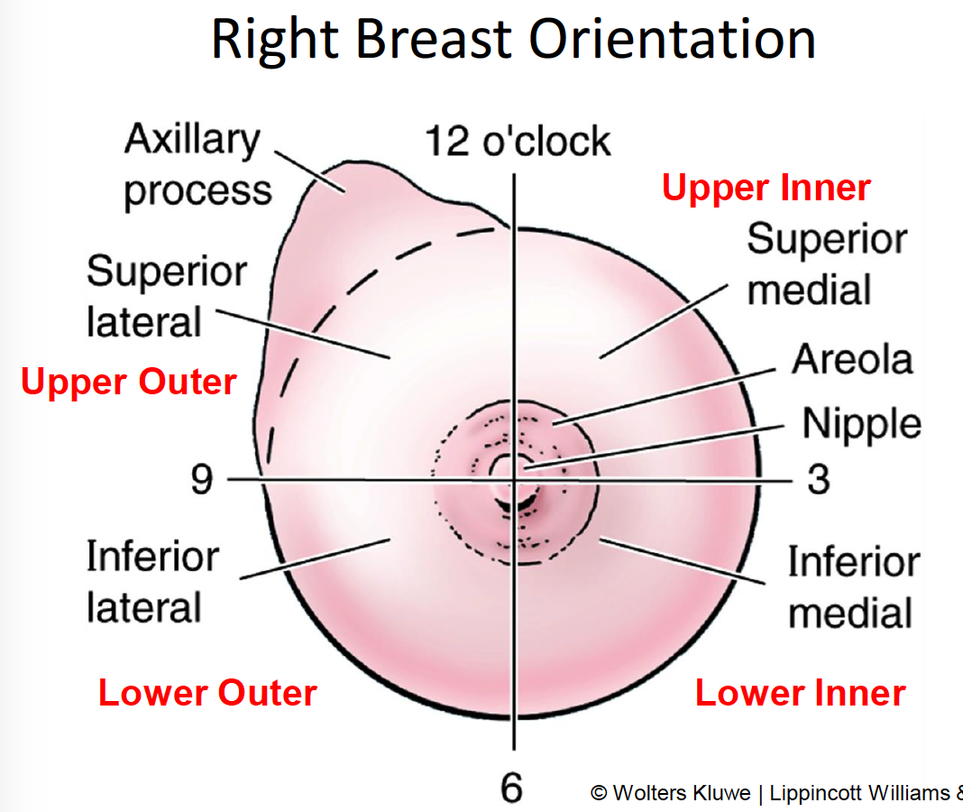 Nipple Anatomy And Physiology - Anatomical Charts & Posters