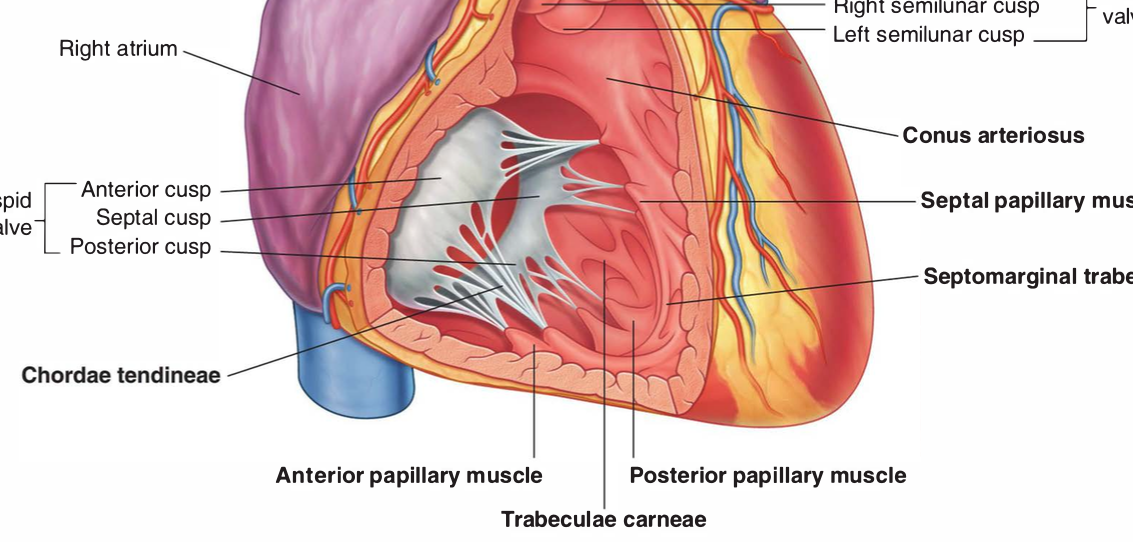 Heart Anatomy Flashcards Memorang