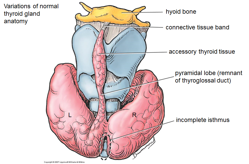 Image result for thyroid gland anatomy