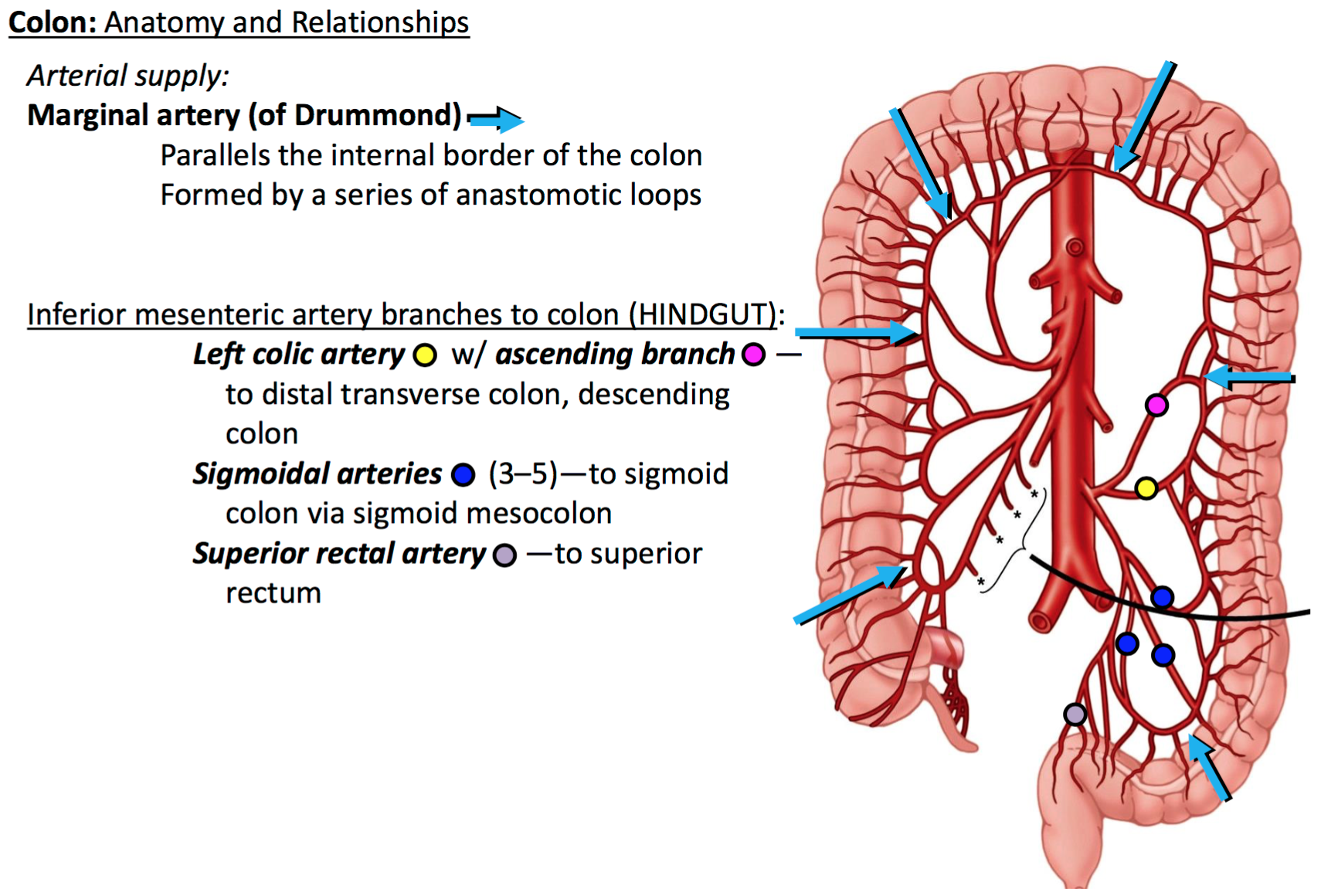 Sigmoid Anatomy - Anatomical Charts & Posters