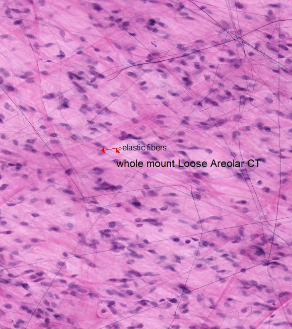 Connective Tissue Histology