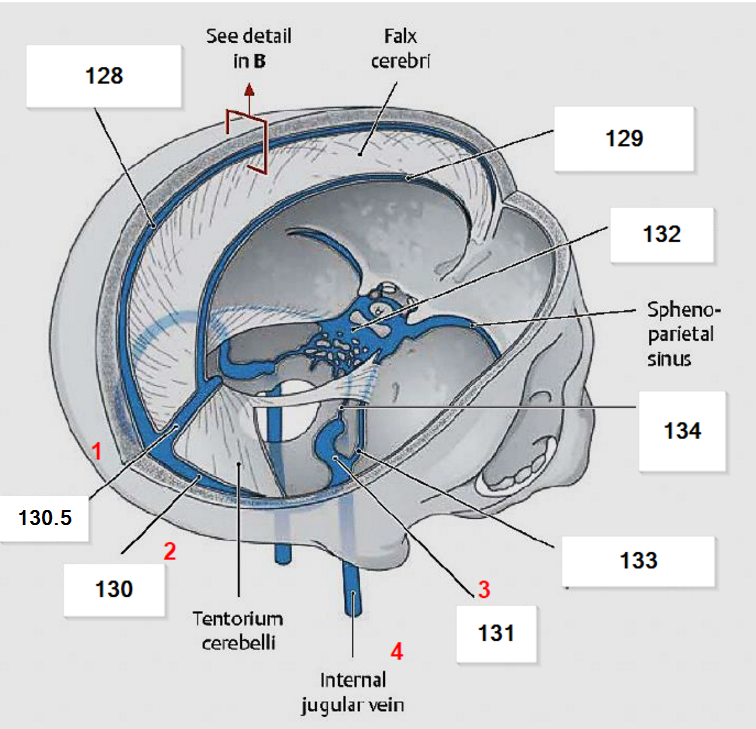 Sinus sagittalis superior. Венозные синусы головного мозга анатомия. Сигмовидный синус головного мозга. Синусы твердой мозговой оболочки. Верхний Сагиттальный синус (Sinus sagittalis Superior).