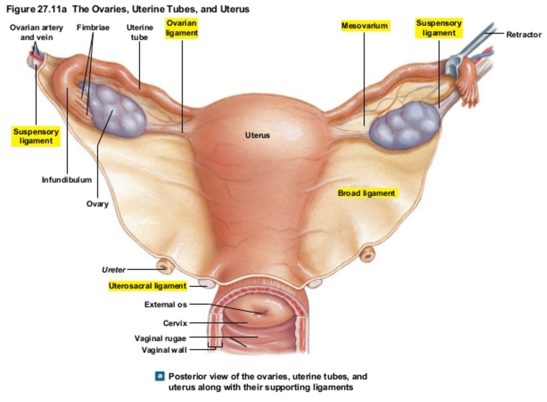 Uterus Anatomy Ligaments Anatomy Drawing Diagram