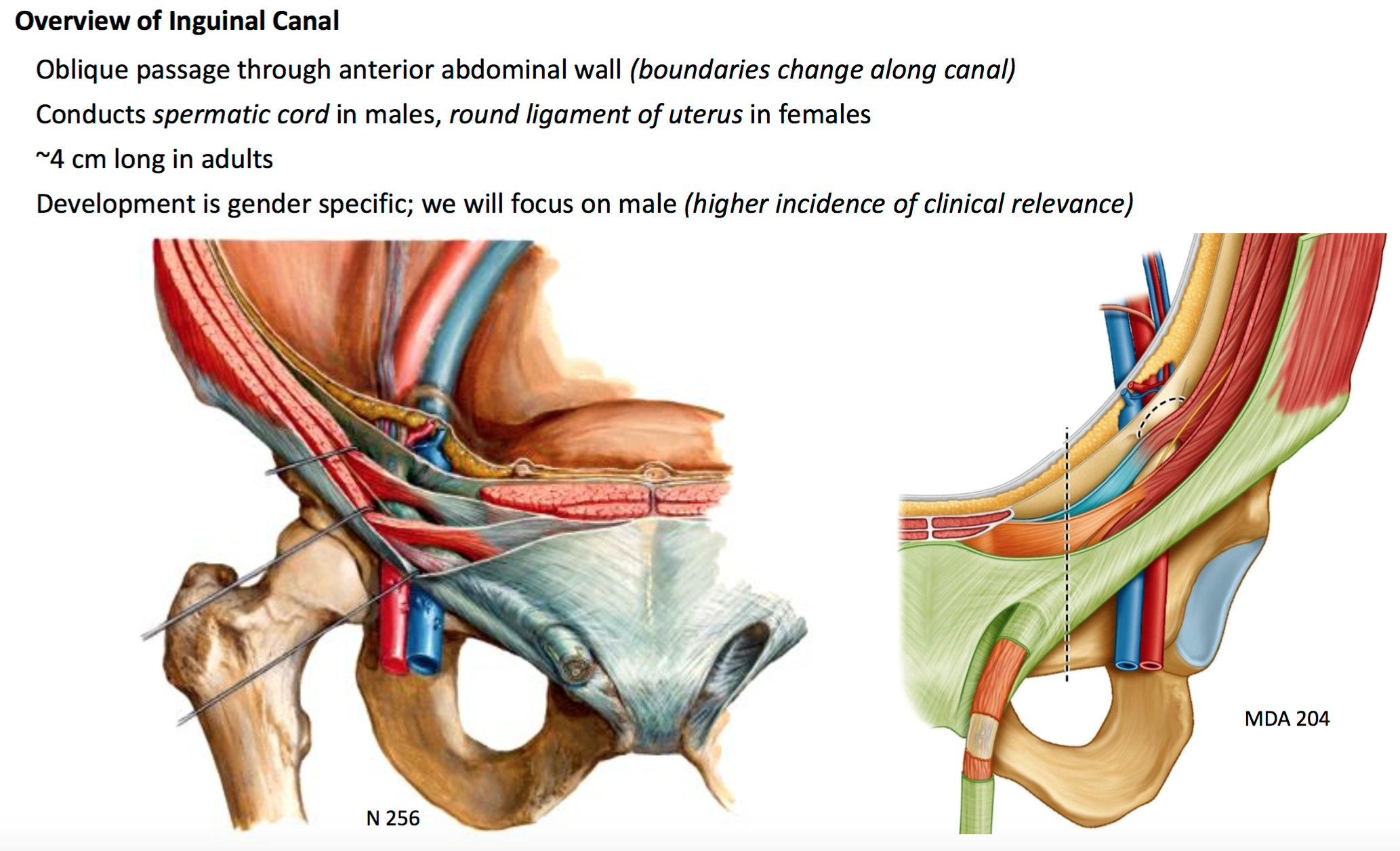 Abdominal Muscle Anatomy Male