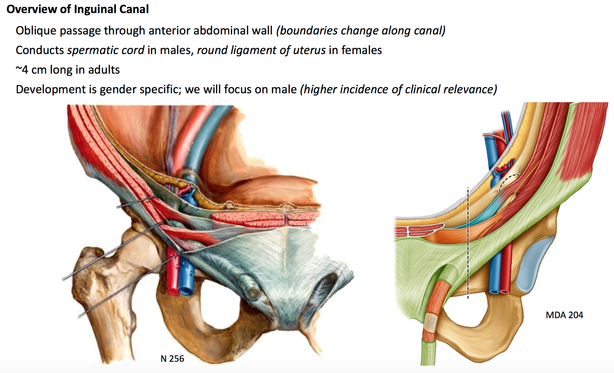 Diagram Male Groin Diagram Mydiagramonline 8795