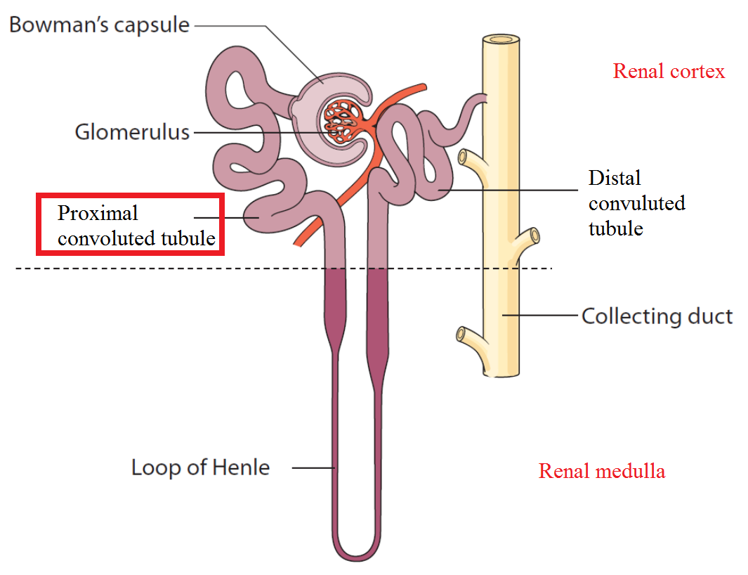The Excretory System: Functional Anatomy (MCAT 2018: Biology ...