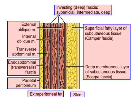 anterior abdominal wall and surface anatomy flashcards memorang anterior abdominal wall and surface