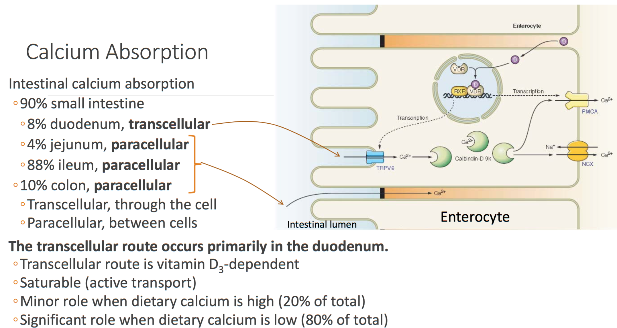 Biochemistry L19 Calcium Metabolism And Osteoporosis