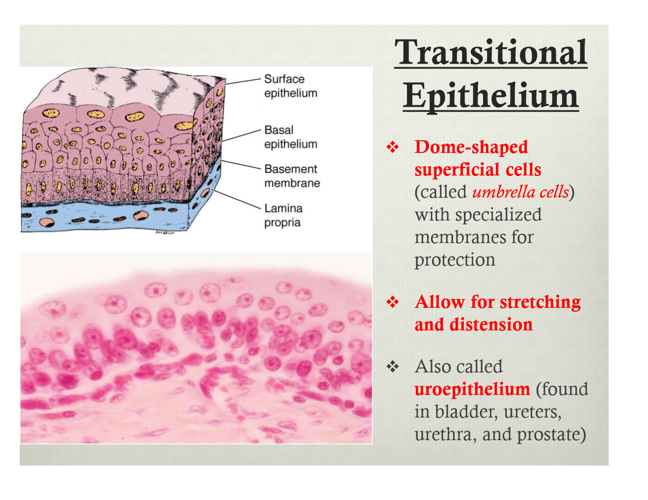 Transitional Epithelium Is Found slide share