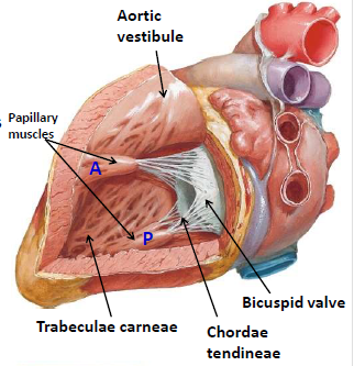 trabeculae carneae vs papillary muscle