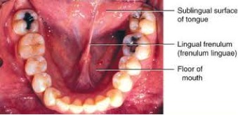 Oral Anatomy Foundational Flashcards Memorang