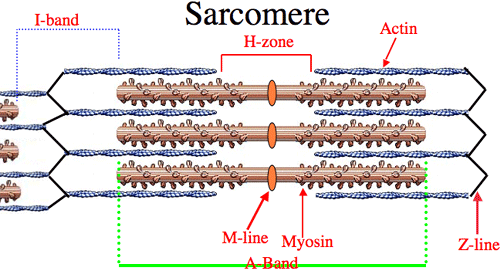 Blank Sarcomere Diagram Wiring Diagram Teach Under1 Teach Under1 Bujinkan It