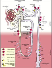 Histo Ch 20 Urinary Lecom Sh Flashcards Memorang