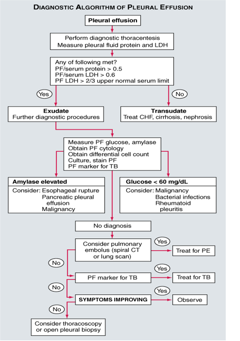 Pleural Diseases 11 20 Pulm Flashcards Memorang