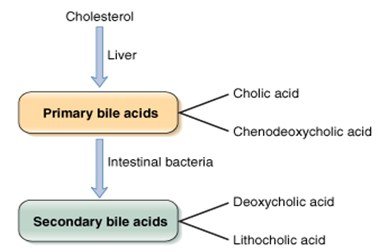 bile salts and bile pigments