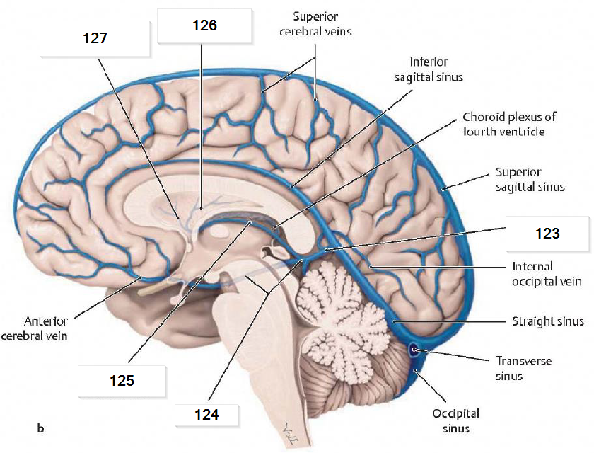 Сток синусов головного. Сток синусов головного мозга. Great cerebral Vein. Пещеристый синус. Inferior sagittal Sinus.