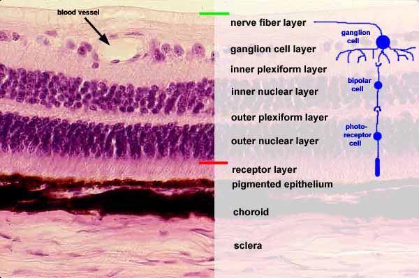 Retina Eye Histology Labeled