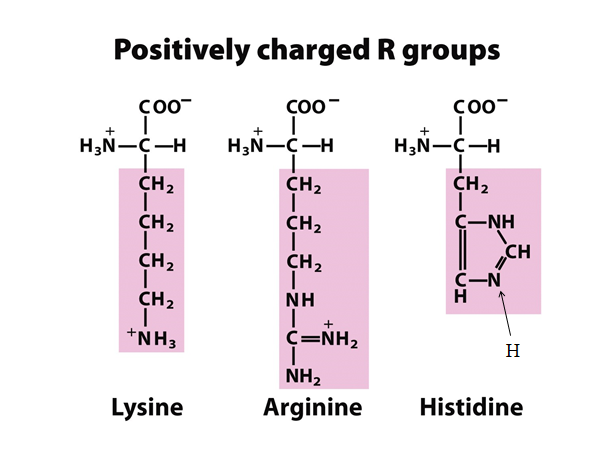 Biochem Ch 3 Pt2 (Biochem Ch 3 Pt2) Flashcards | Memorang