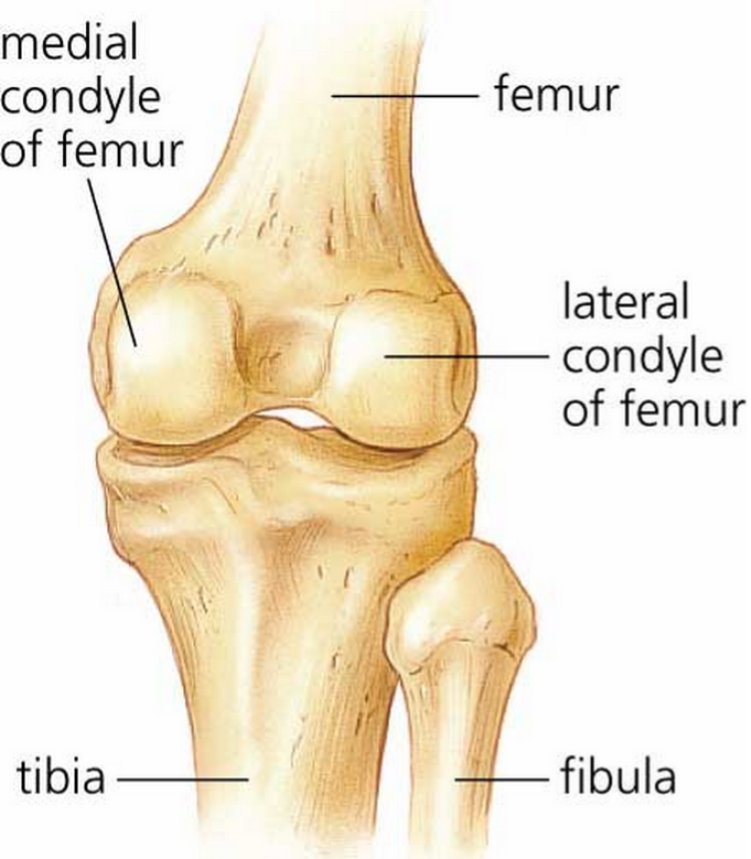 Bone Markings Anatomy Flashcards Memorang