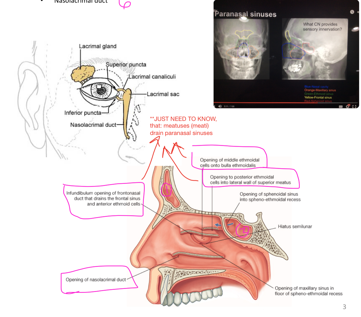 Sinus Drainage Anatomy 