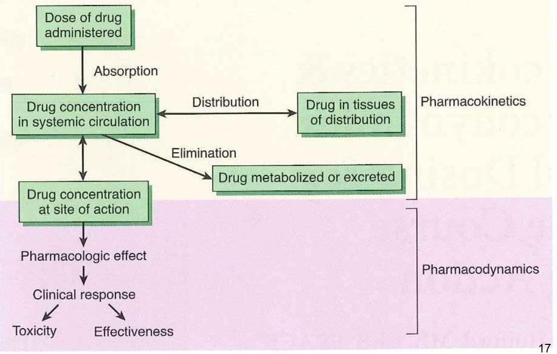 Absorb 1 echo. Clinical Pharmacology. Basic and Clinical Pharmacology. Drug Pharmacodynamics. Tasks of Clinical Pharmacology.