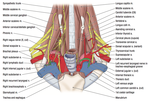 The Root Of The Neck Glands Anatomy The Head And Neck