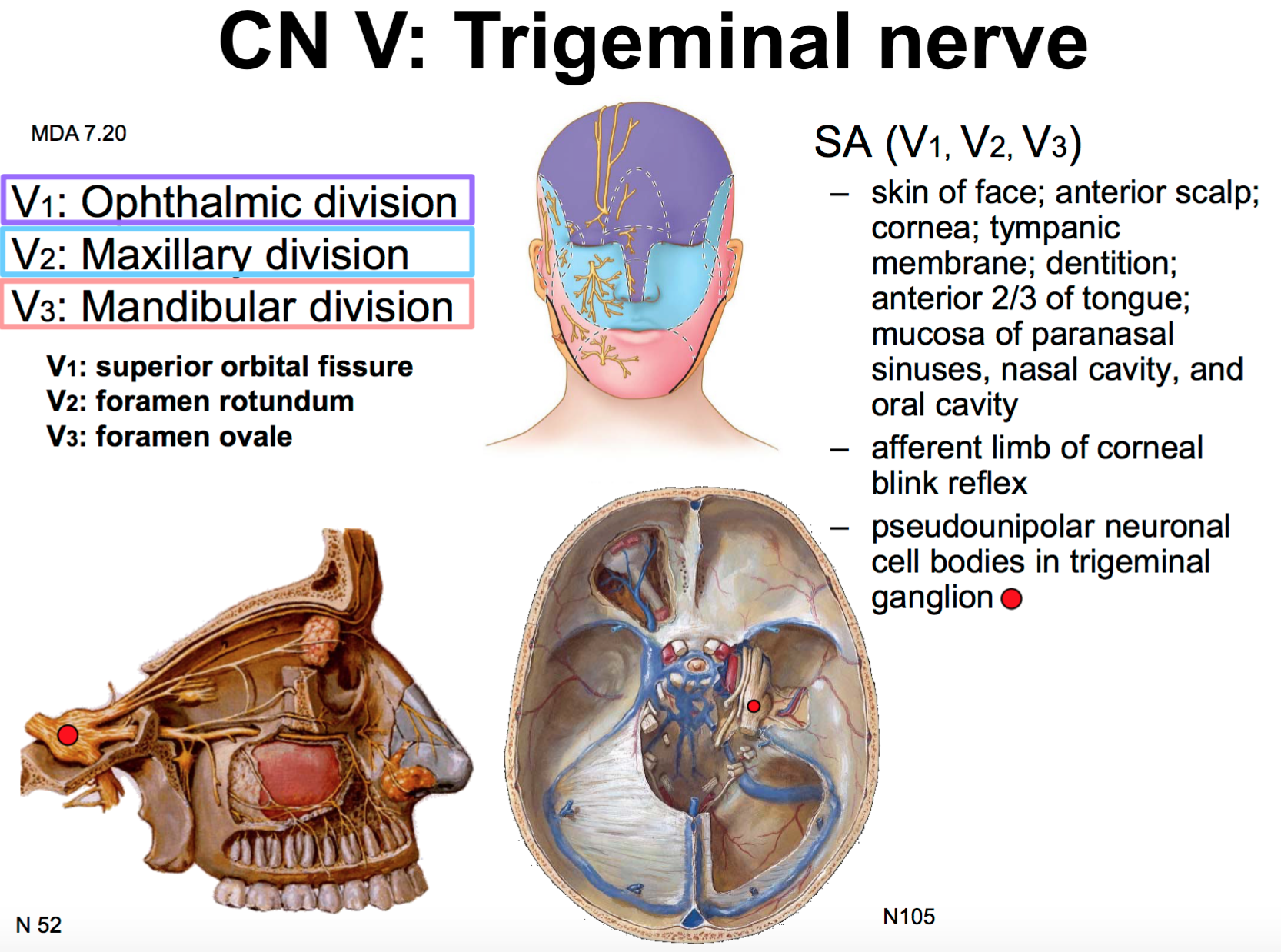Trigeminal Nerve Anatomy Anatomy Drawing Diagram