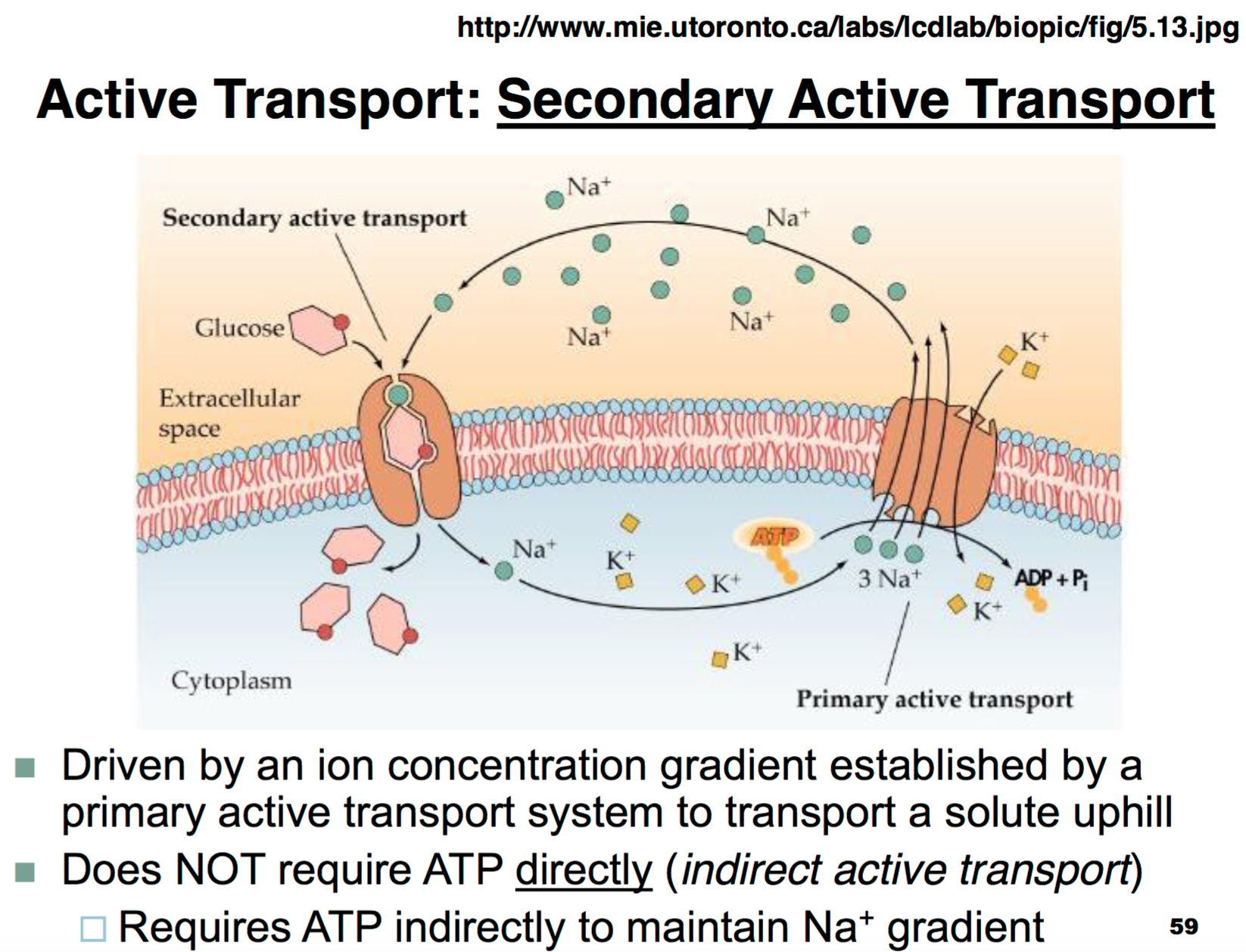 Secondary system. Active transport. Primary and secondary Active transport. Активный транспорт инов. Microorganism Active transport.