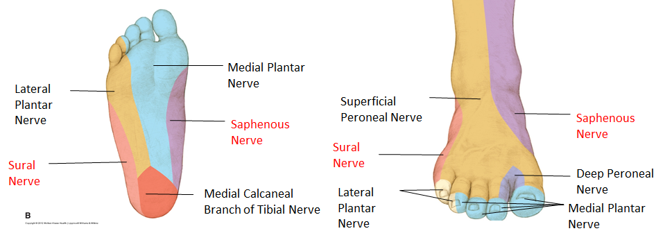 Medial Planter Nerve