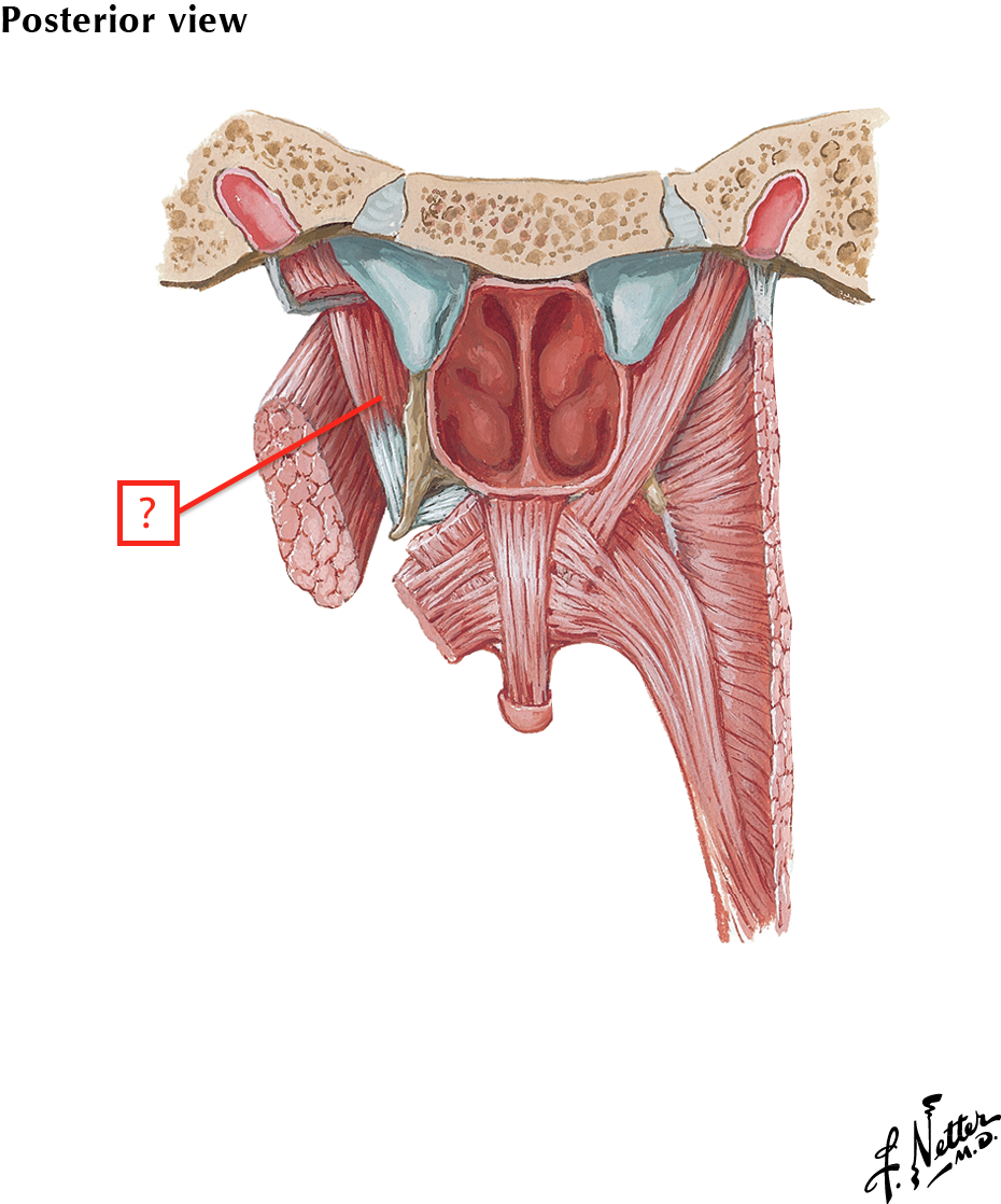 Anatomy Roof Of Mouth