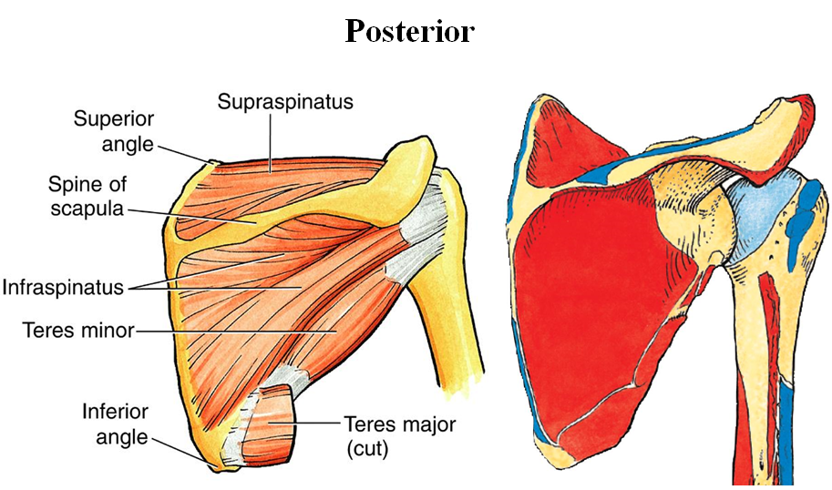 Scapula Anatomy Definition And Function Human Anatomy The Best Porn