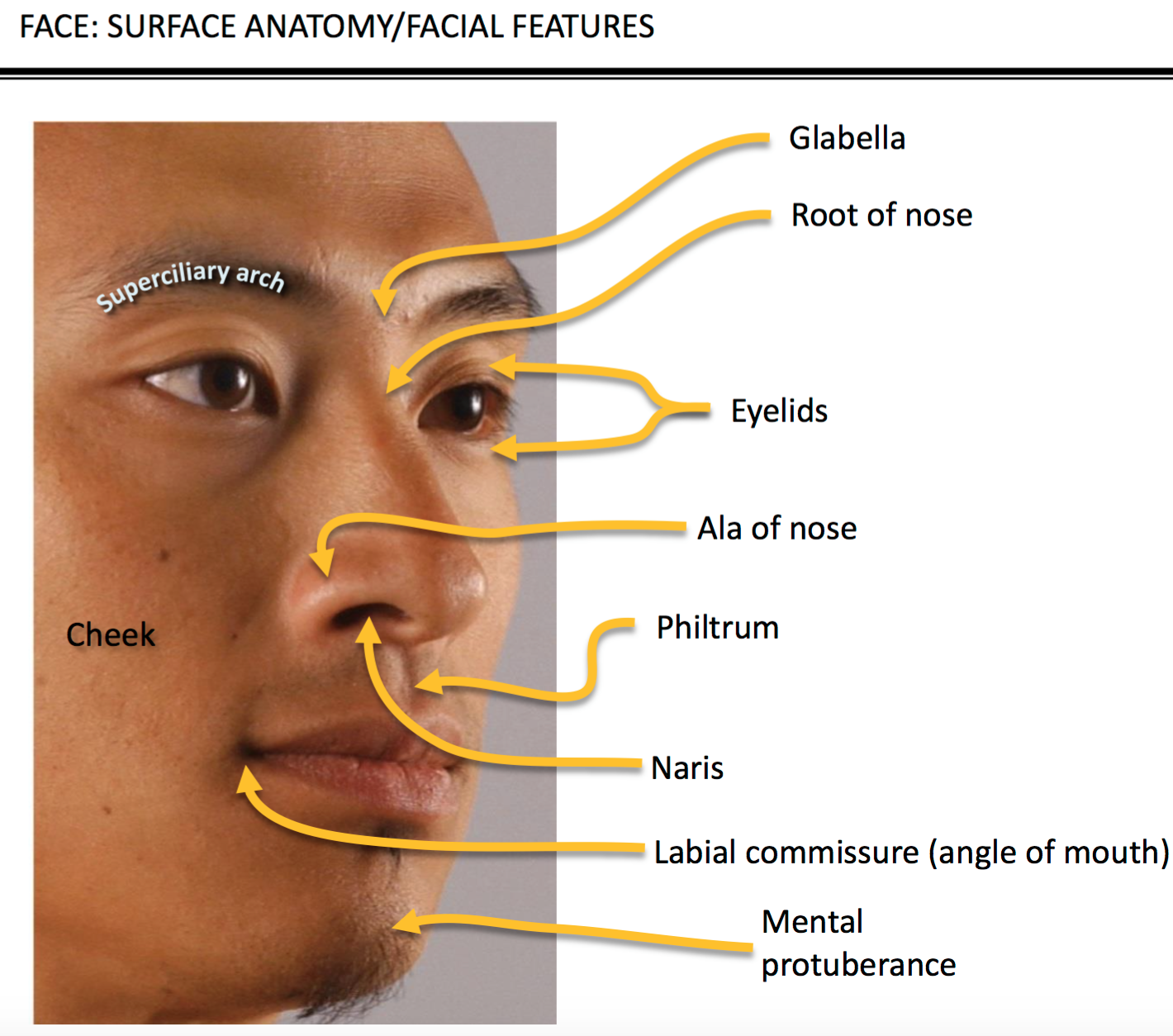 Face Surface Anatomy Diagram