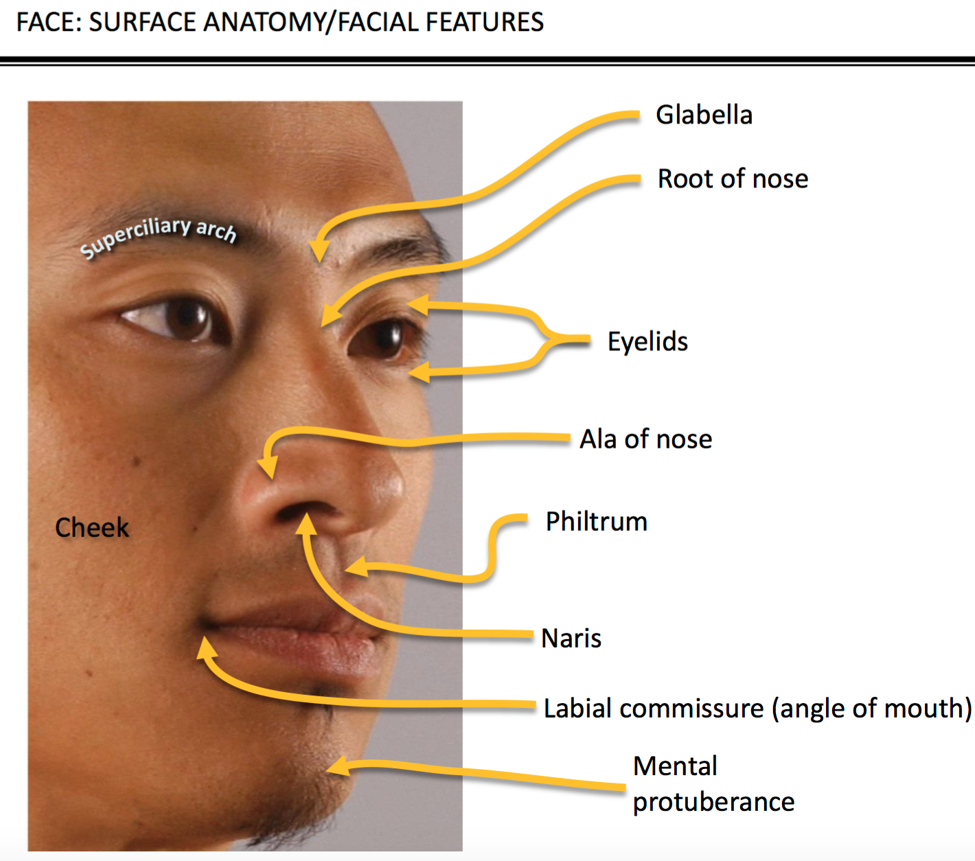 face drawing anatomy