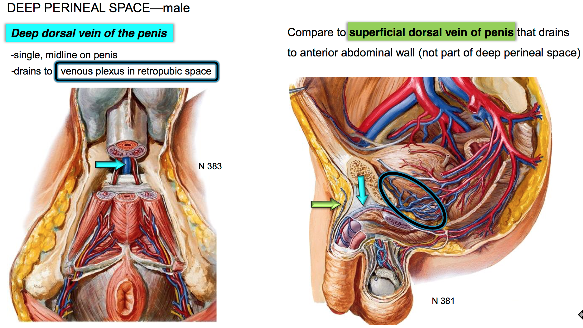 Veins In Penis 23